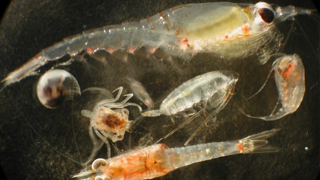 Zooplankton