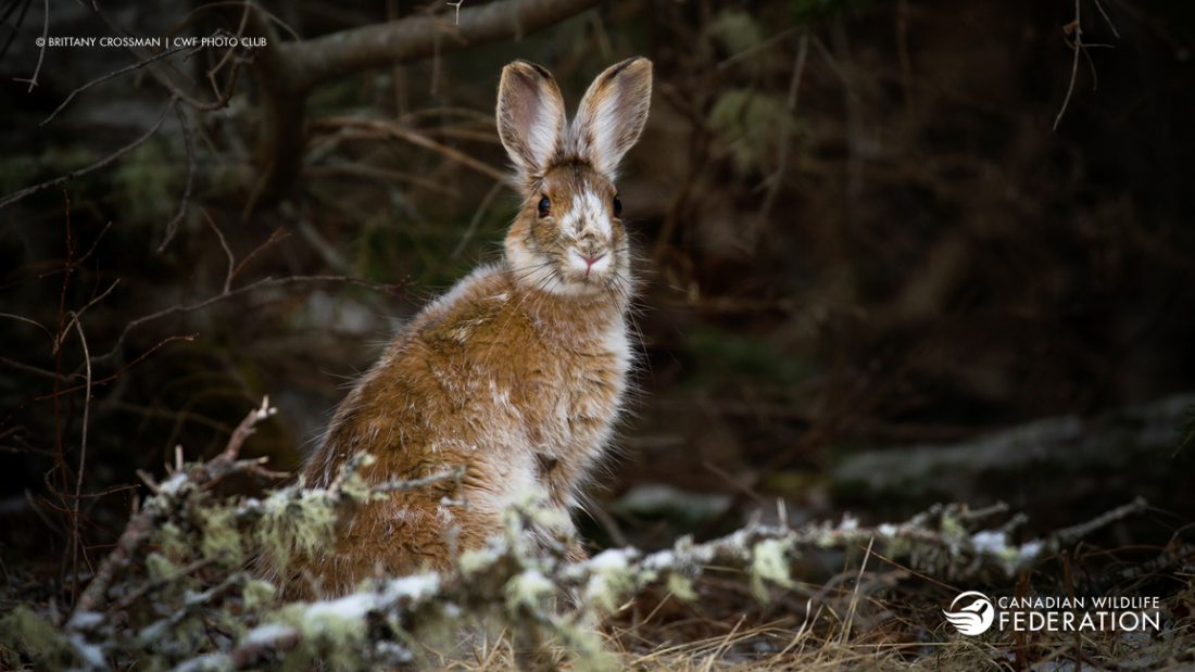 Snowshoe Hare