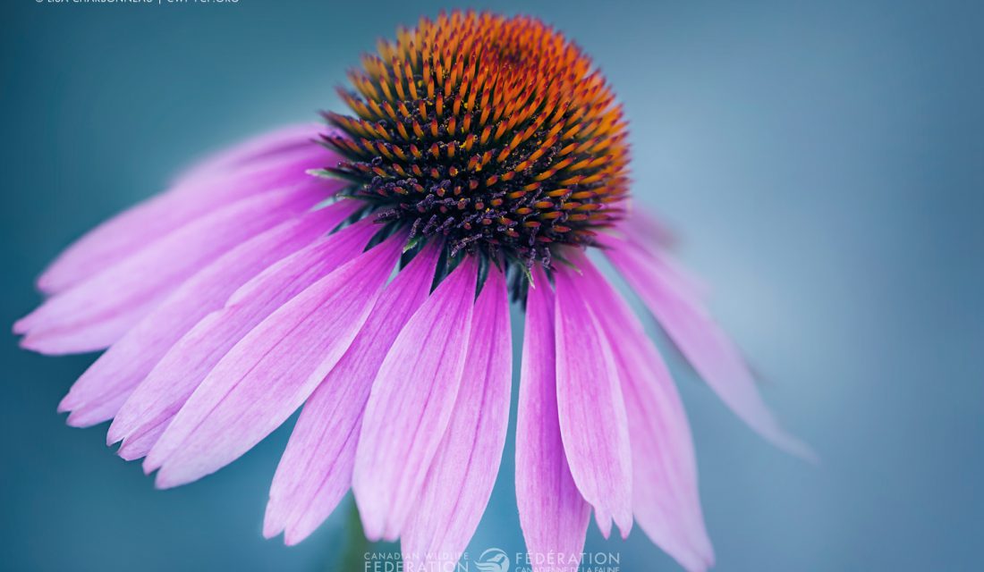 “Purple Coneflower” by Lisa Charbonneau