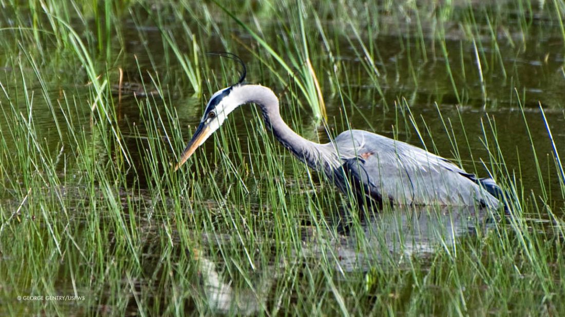 Great Blue Heron