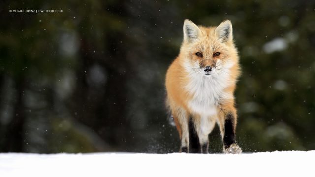 Megan Lorenz, Algonquin Park, ON