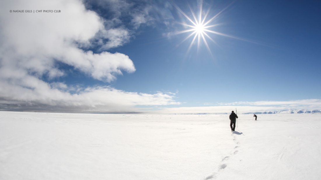 Canadian winters are beautiful – and we have the photos to prove it – Your  Connection to Wildlife