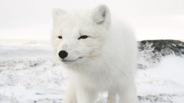 Arctic Fox