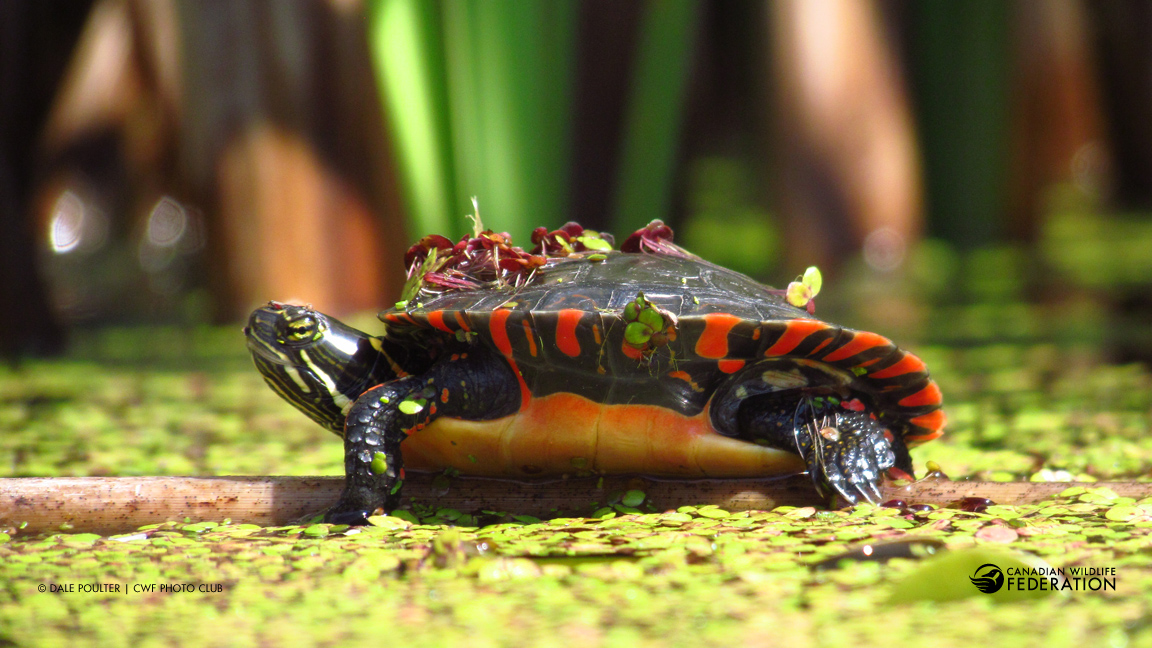 animals that live in the wetlands