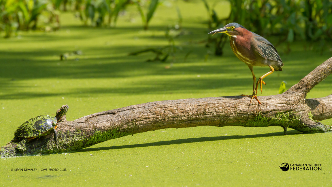 Marsh Animals