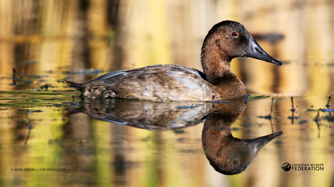 © Kevin Friesen | CWF Photo Club