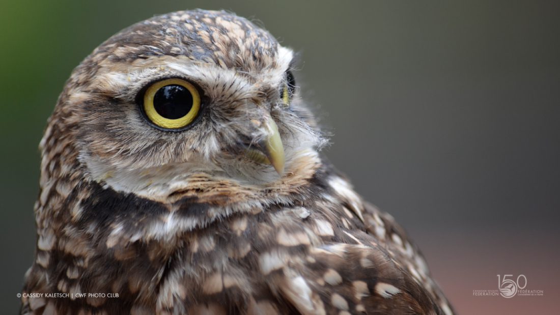 Burrowing Owl