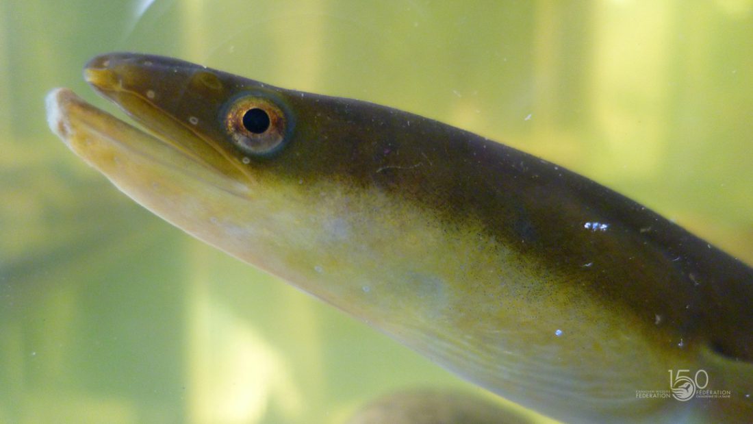 American Eel