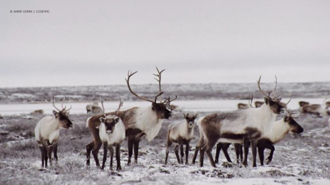 Barren-ground Caribou