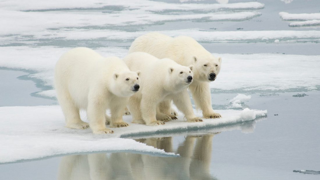 Polar Bears on Thin Ice  Center for Science Education