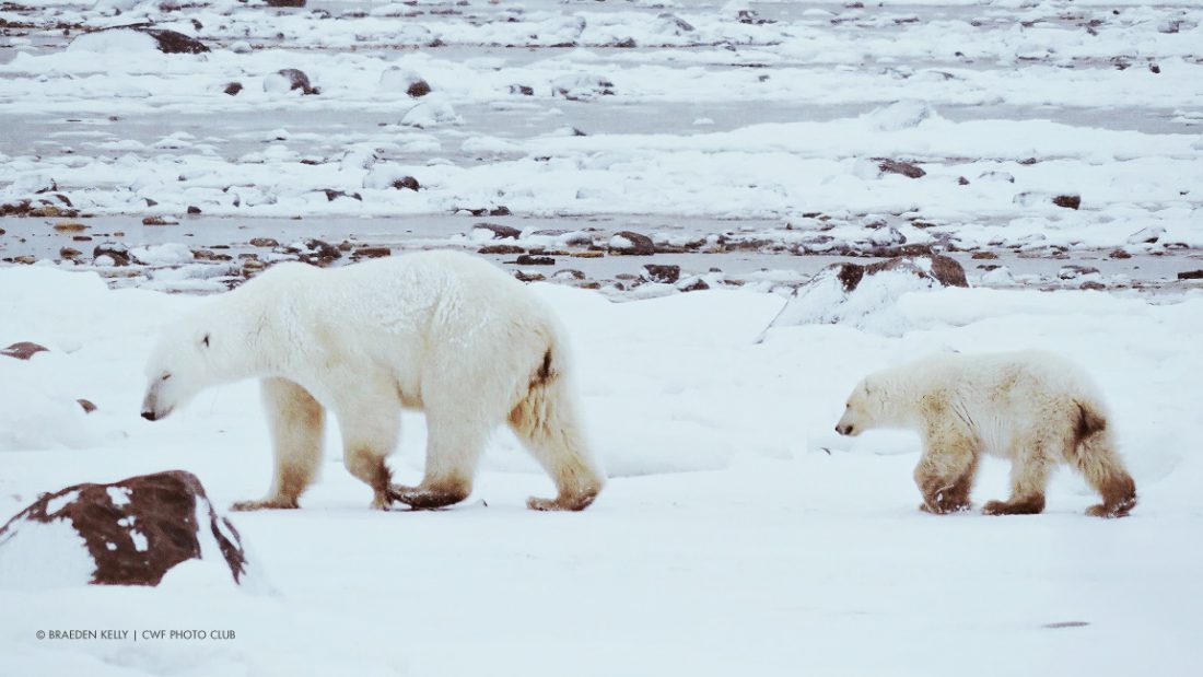 Polar Bear