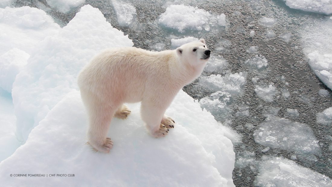 Polar Bear