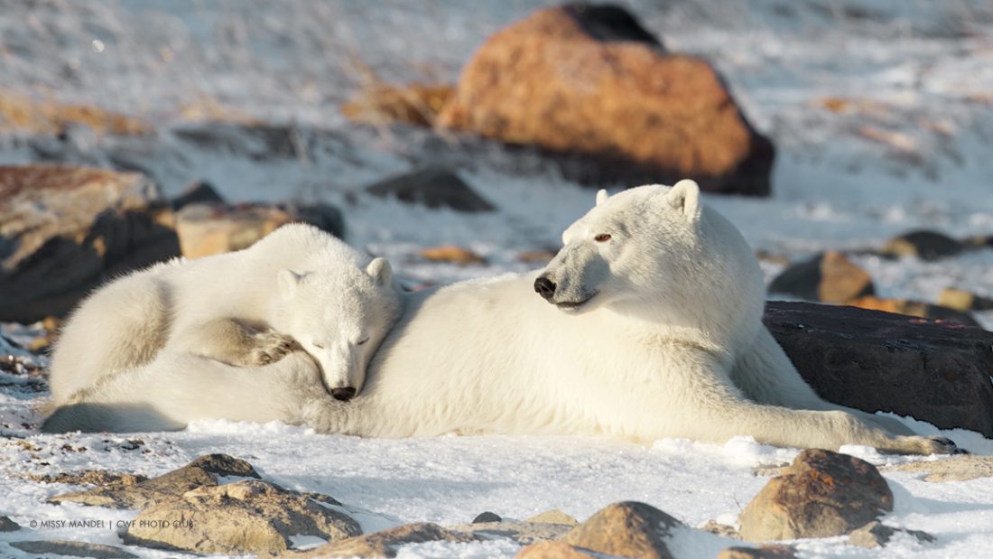 polar bears