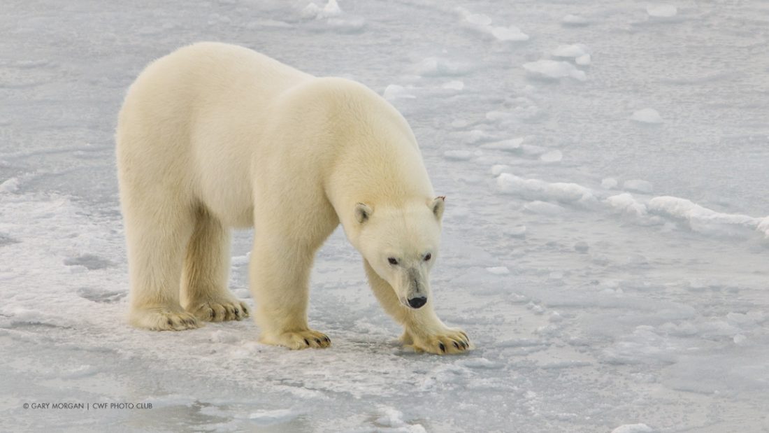 Polar Bear