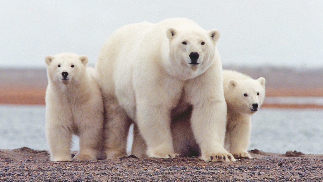 polar bears