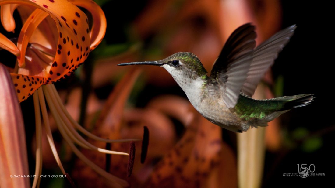 Hummingbird