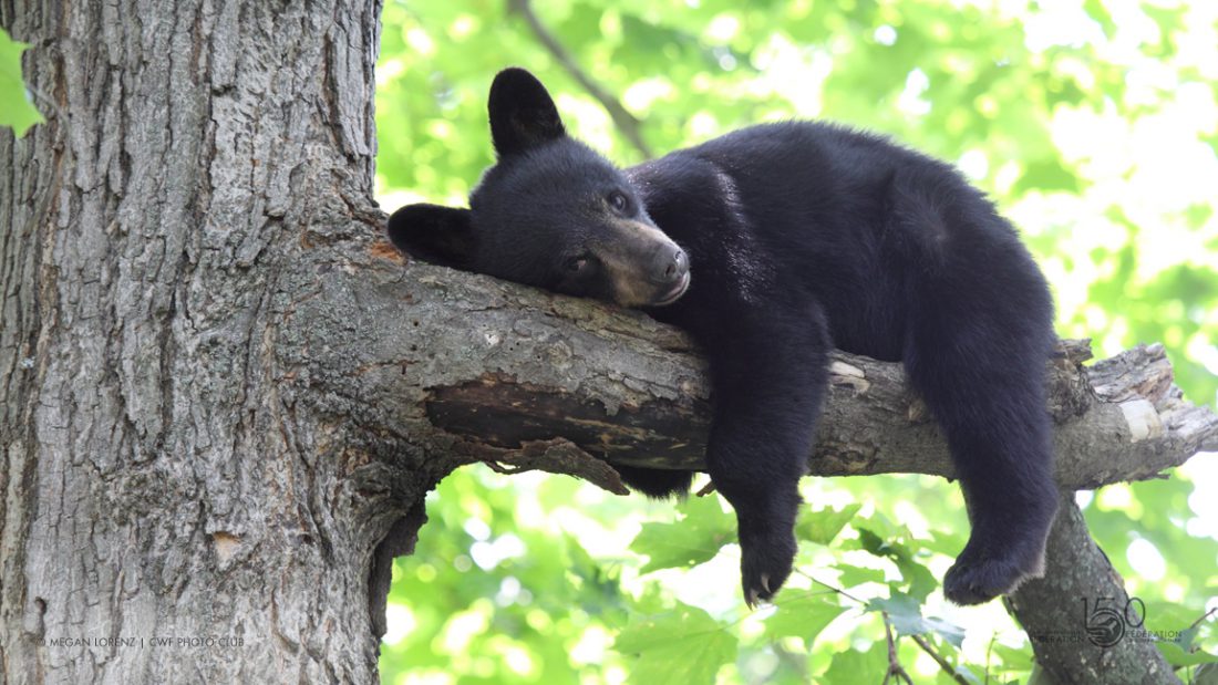 Black Bear