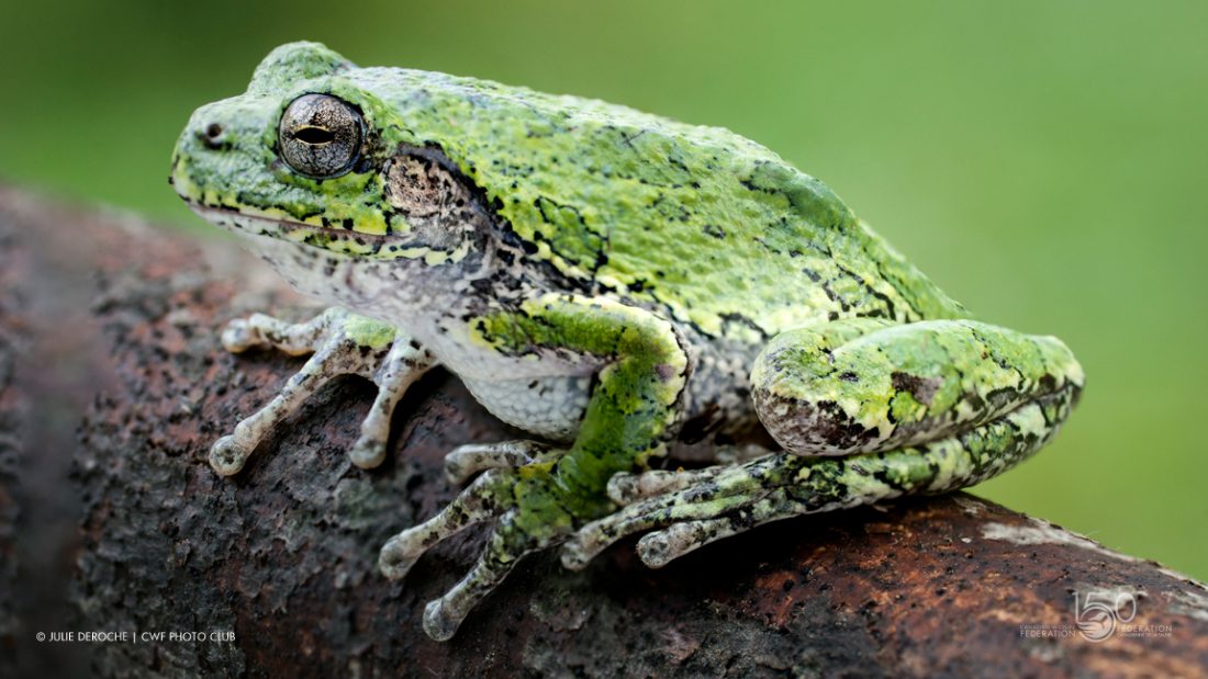 Treefrog