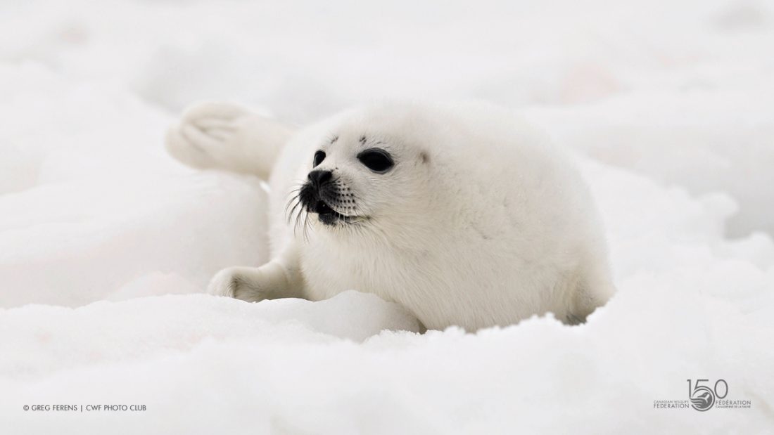 Harp Seal