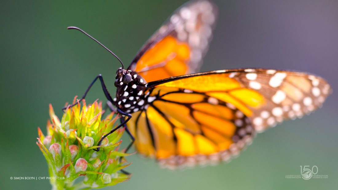 Monarch Butterfly