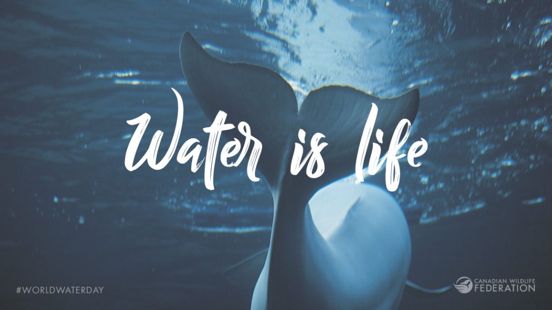 El agua es vida