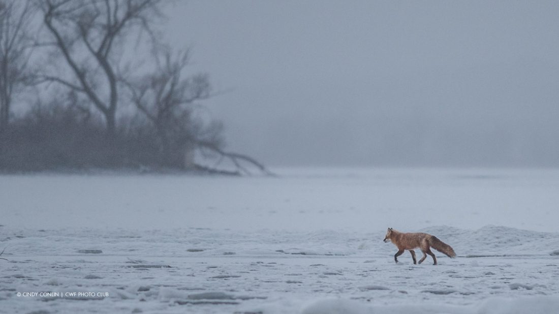 Cindy Conlin | CWF Photo Club