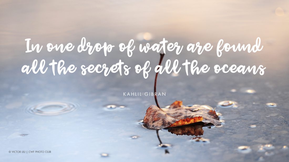 Eight Quotes That Illustrate Why Water Is Life Your Connection To Wildlife