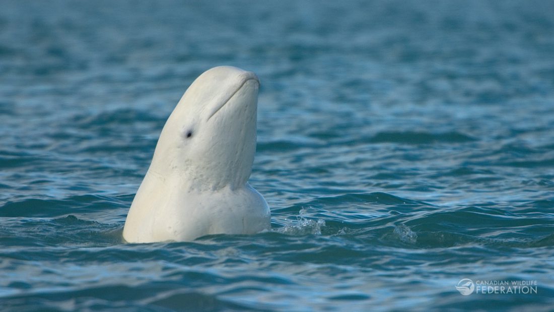 Beluga Whale