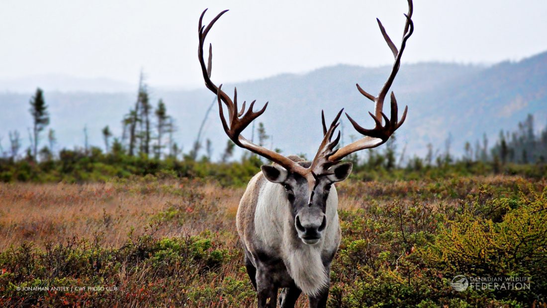 Woodland Caribou