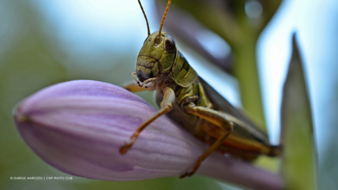 Grasshopper