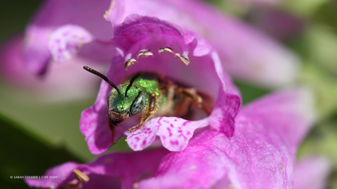 Green Sweat Bee