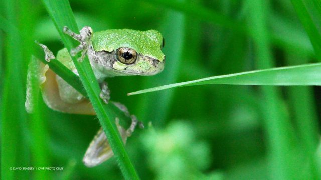 grey treefrog