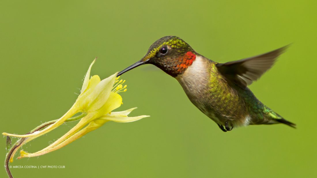 Ruby-throated Hummingbird