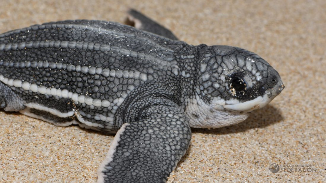 Leatherback Sea Turtle