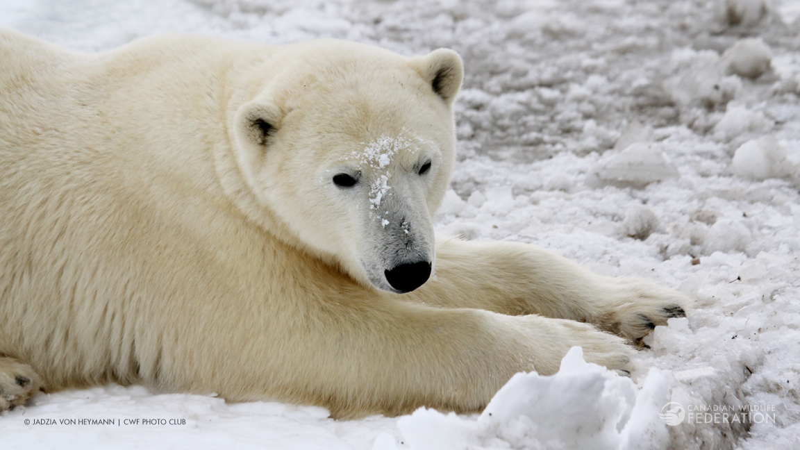 Happy World Wildlife Day! – Your Connection to Wildlife