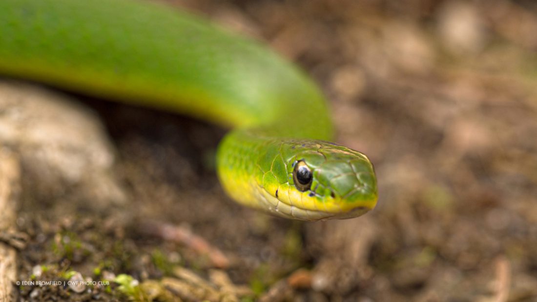 Smooth Green Snake