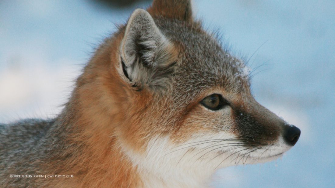 Species at risk on community pastures include the Swift Fox, Greater Sage Grouse, Monarch Butterfly, Burrowing Owl, Northern Leopard Frog, and Black-footed Ferret. Many other plants and animals are also in danger of extinction, including pollinators such as the Western Bumble Bee and the Yellow-banded Bumble Bee.