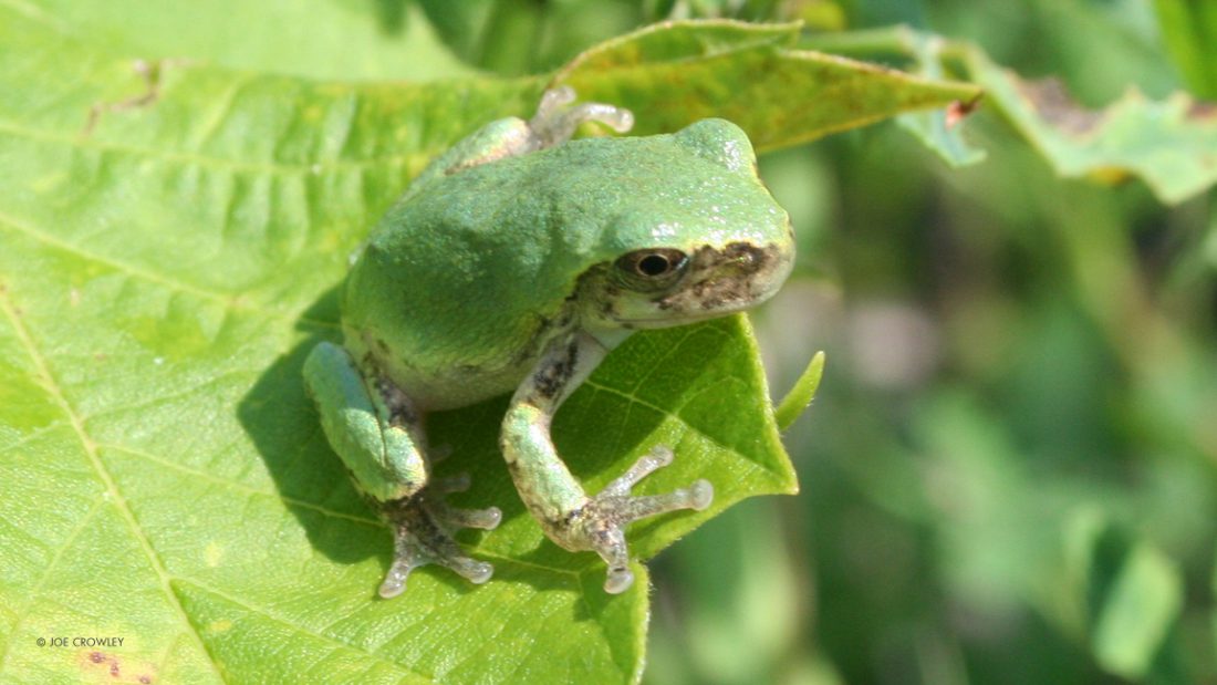 Grey Treefrog