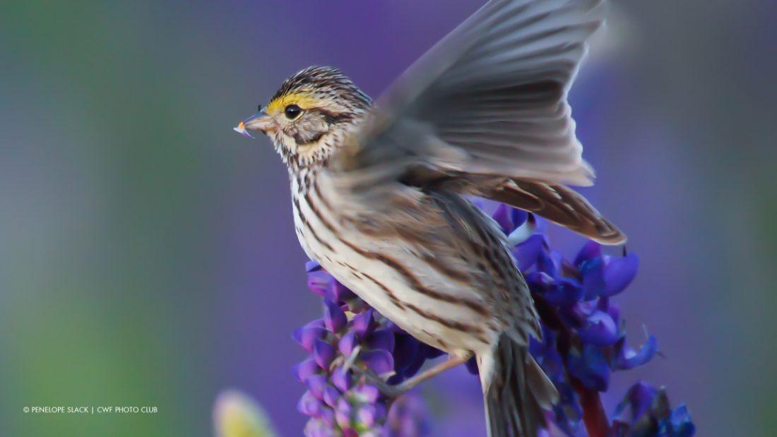 Savannah Sparrow