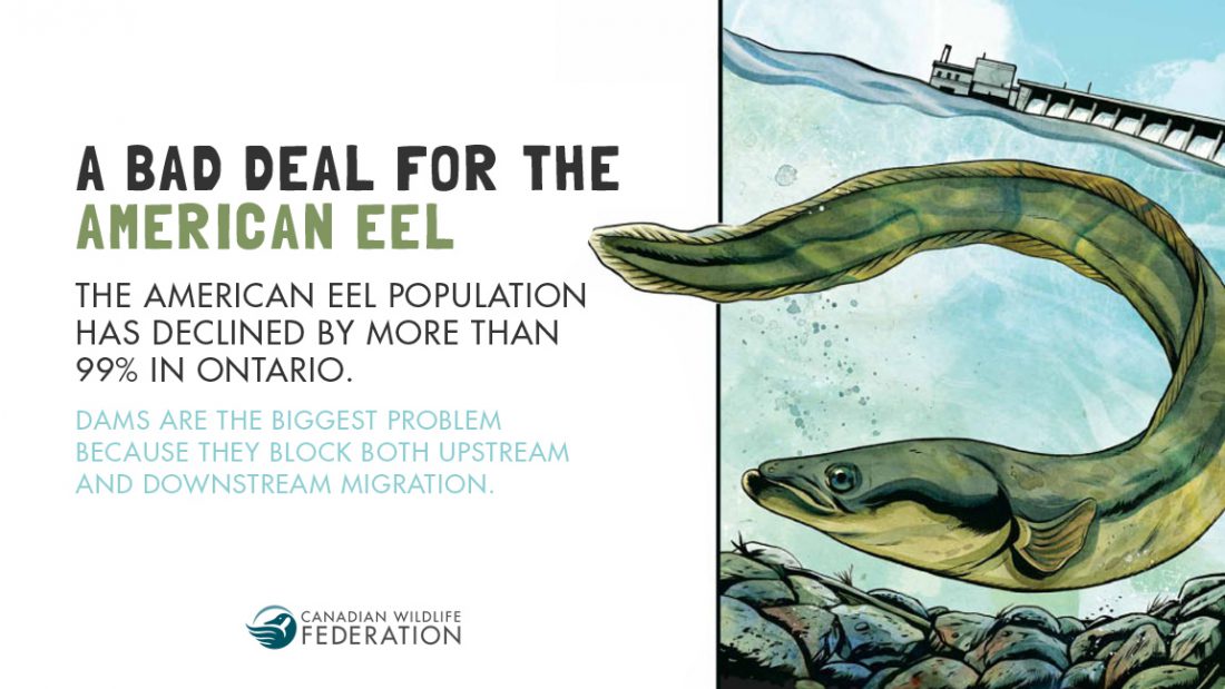 american eel migration