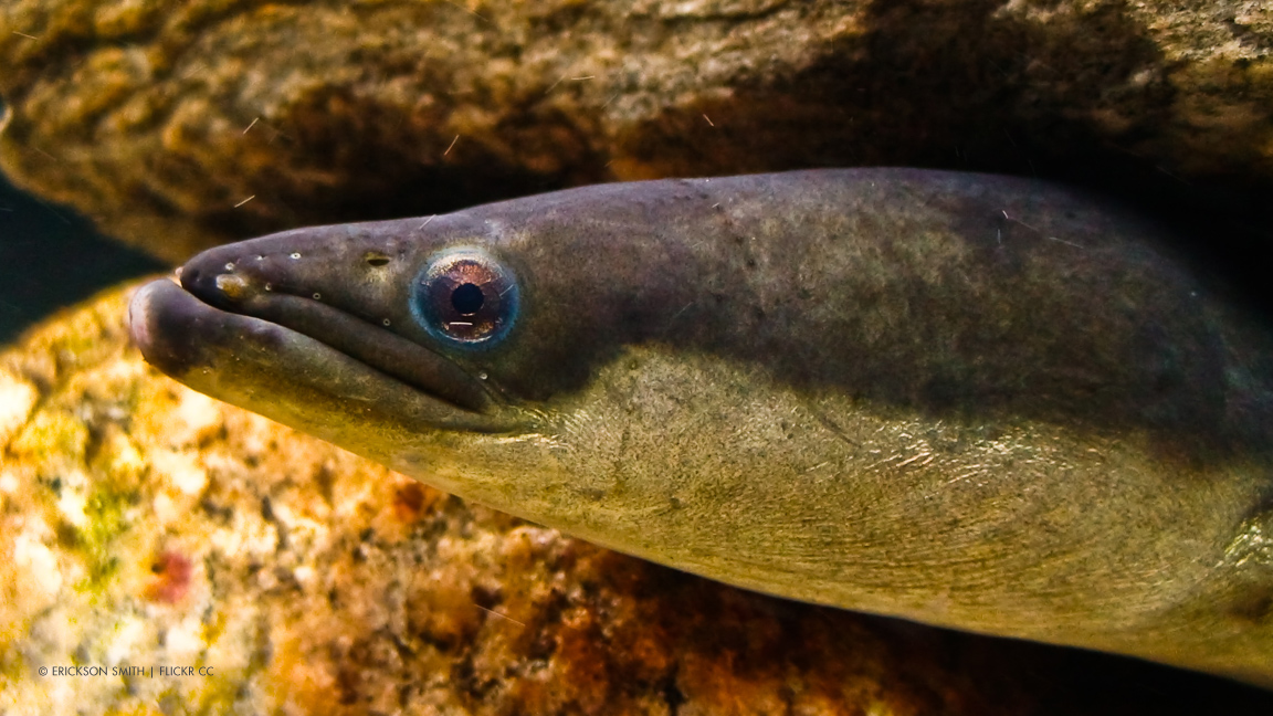 american eel care