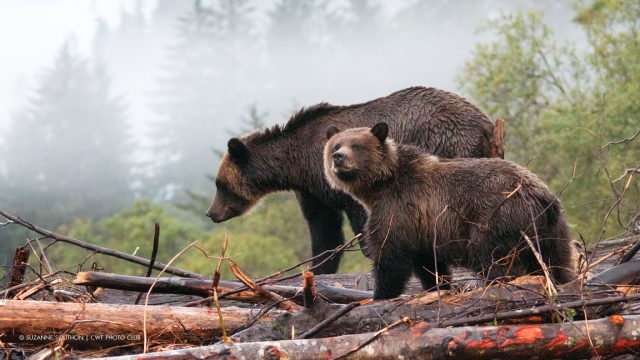 Grizzly Bears