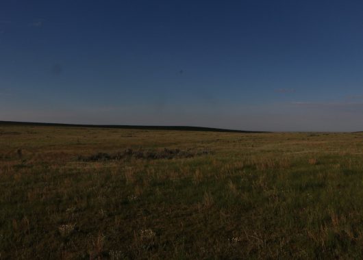 Native Mixed Grass Prairie