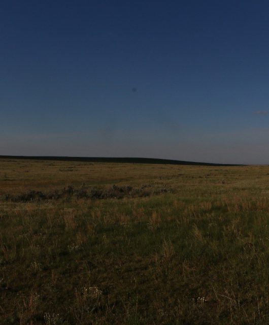 Native Mixed Grass Prairie