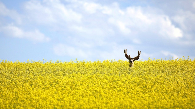 Deer in Canola Field