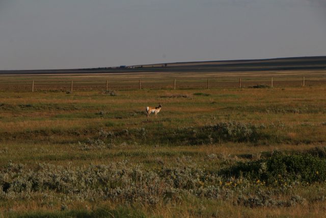 Pronghorn Antelope