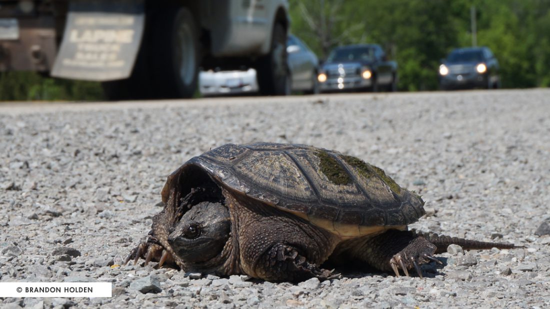 Snapping Turtle