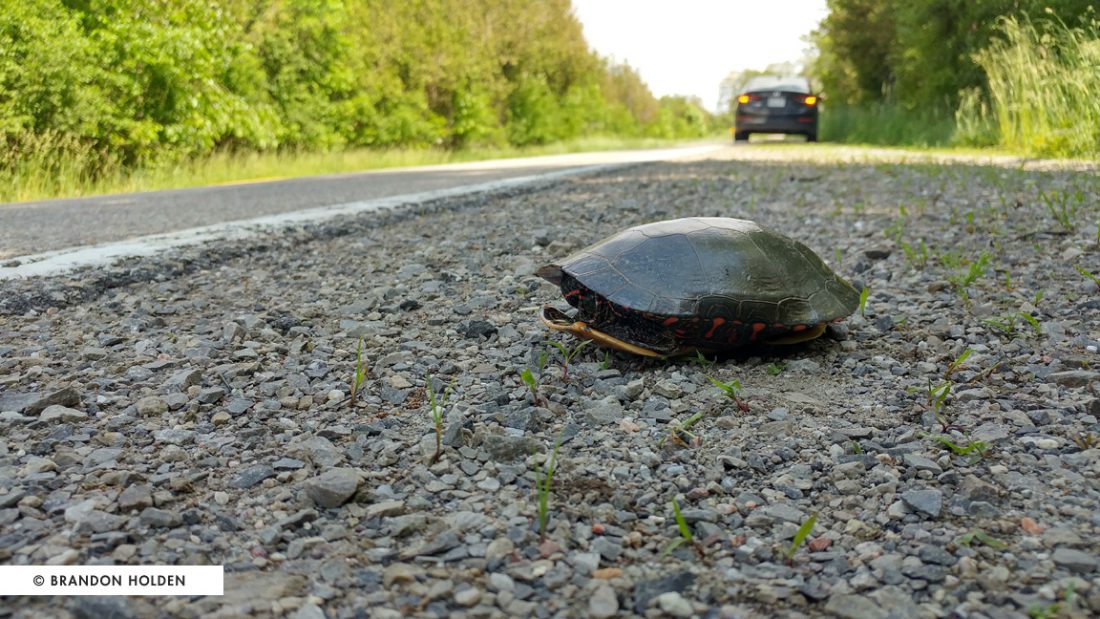 Turtles evolved as a species long before cars were invented, so they don’t naturally know about vehicles and the danger they present.