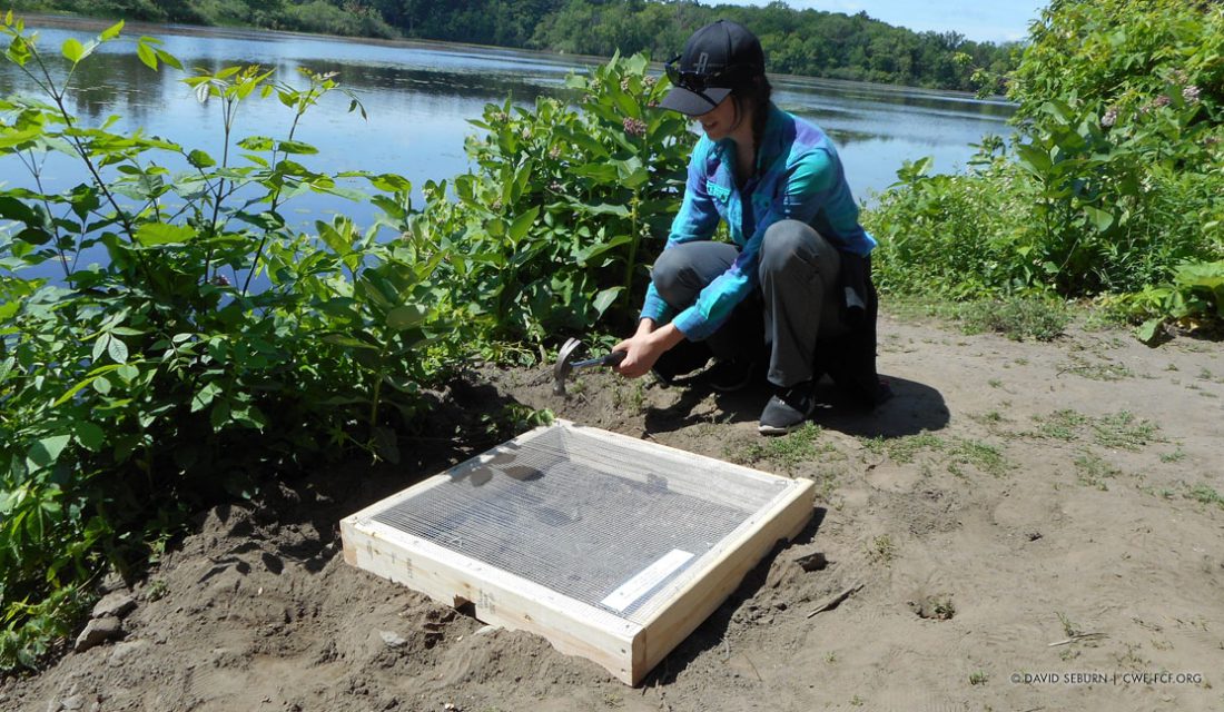 Brittany Quesnel, a member of the Canadian Wildlife Federation’s turtle conservation team, installs a nest cage near the Ottawa River. © David Seburn