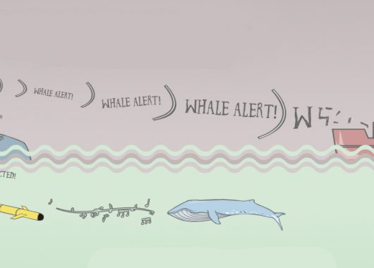 Whale Habitat and Listening Experiment